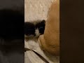 Watch this tiny kitten try to nurse off of a chihuahua! #fosteringsaveslives #kitten #cute #rescue