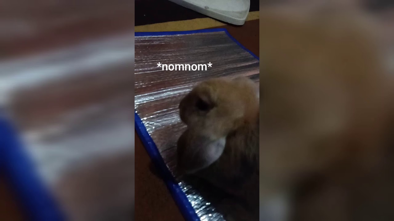 COCO THE RABBIT ️ - YouTube