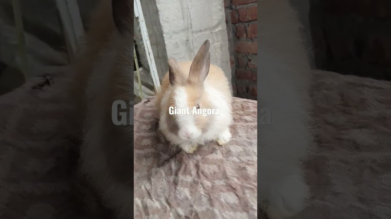 Cute Giant Angora Baby 👶
