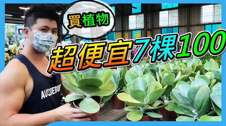 【八角农园】新手买植物，介绍一间适合新手的台中园艺店，虽然都是大众植物品种，但价格很实惠，草花8元，观叶植物7盆100元，多肉5盆100元。＃八角农园＃台中花市＃伊恩爱种花 - 天天要闻