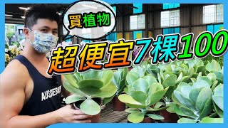 【八角農園】新手買植物，介紹一間適合新手的台中園藝店 ... 