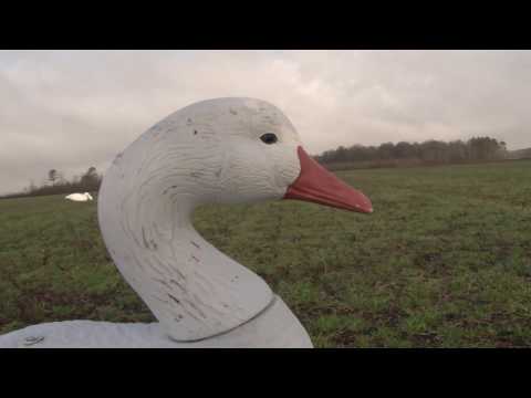 Eastern NC Swan Hunt