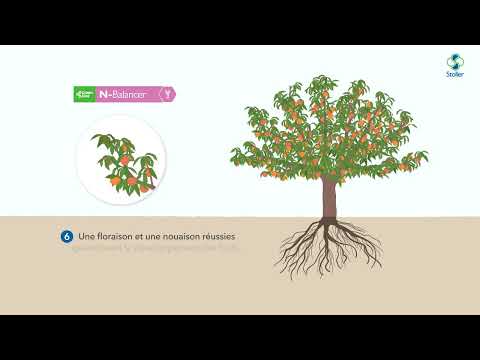 N-Balancer | Solutions