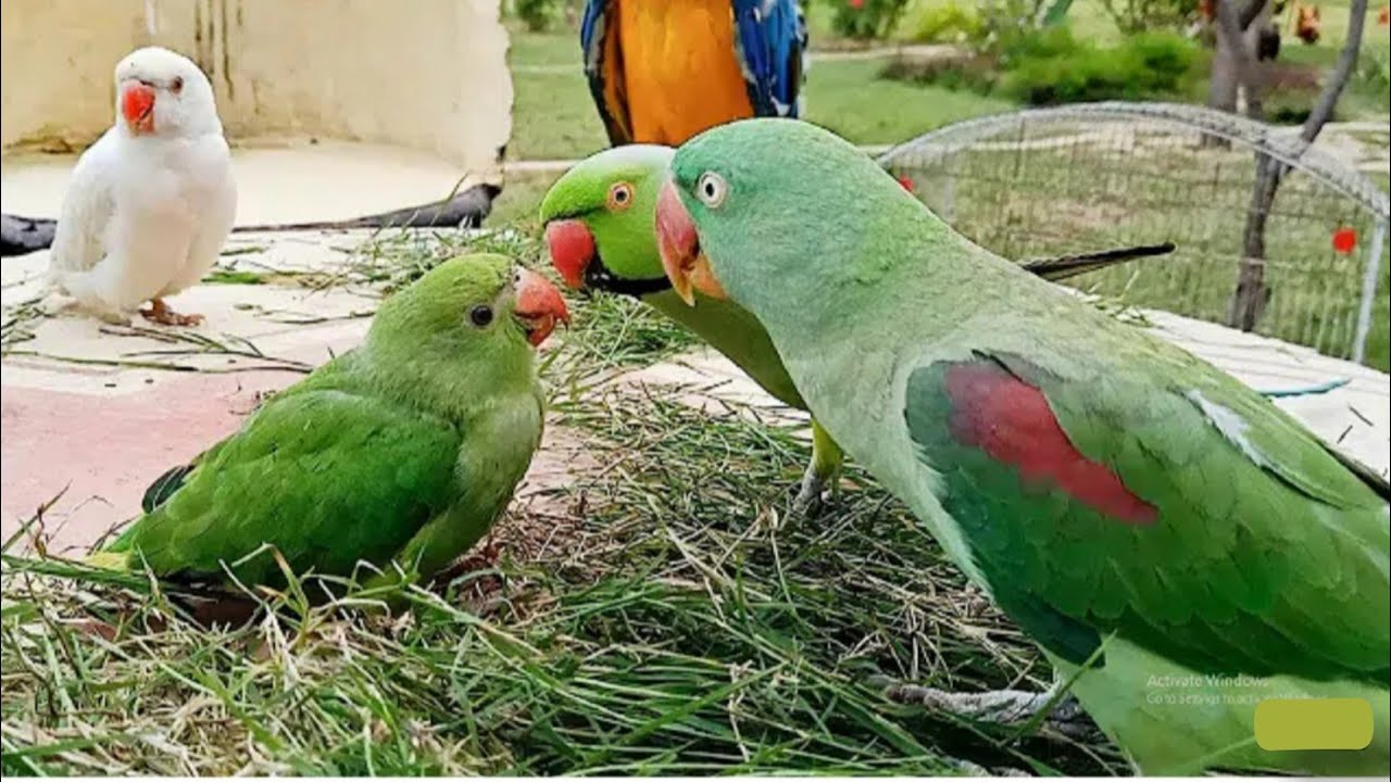 Parrotslove.Cute parrots are loving eachother YouTube