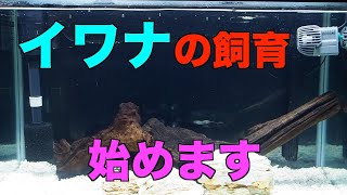 岩魚(イワナ)の飼育、始めます！　~水槽立ち上げ編~