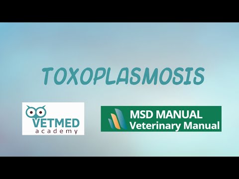 ቪዲዮ: Toxoplasmosis ጉዳዮች - ለነፍሰ ጡር ሴቶች የሚደረጉ ጥንቃቄዎች - የድመት ቆሻሻ - የድመት ፍሰቶች