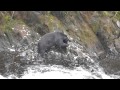 Black Bears catching and eating salmon near Ketchikan