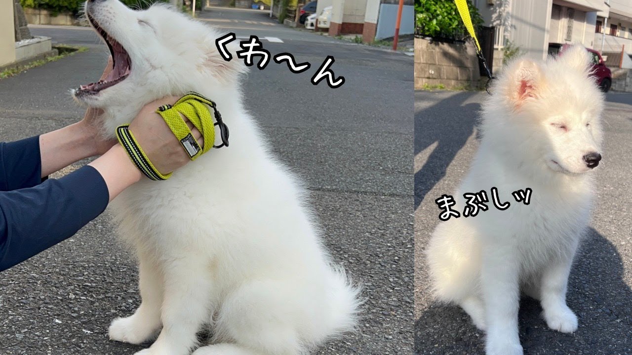 【サモエド】生後3ヶ月半〜初めての反応はいかに！？🐻‍❄️｜散歩デビュー｜サモエドパピー｜