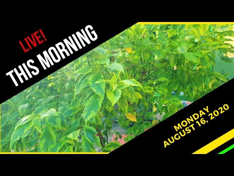 THIS MORNING LIVE!!