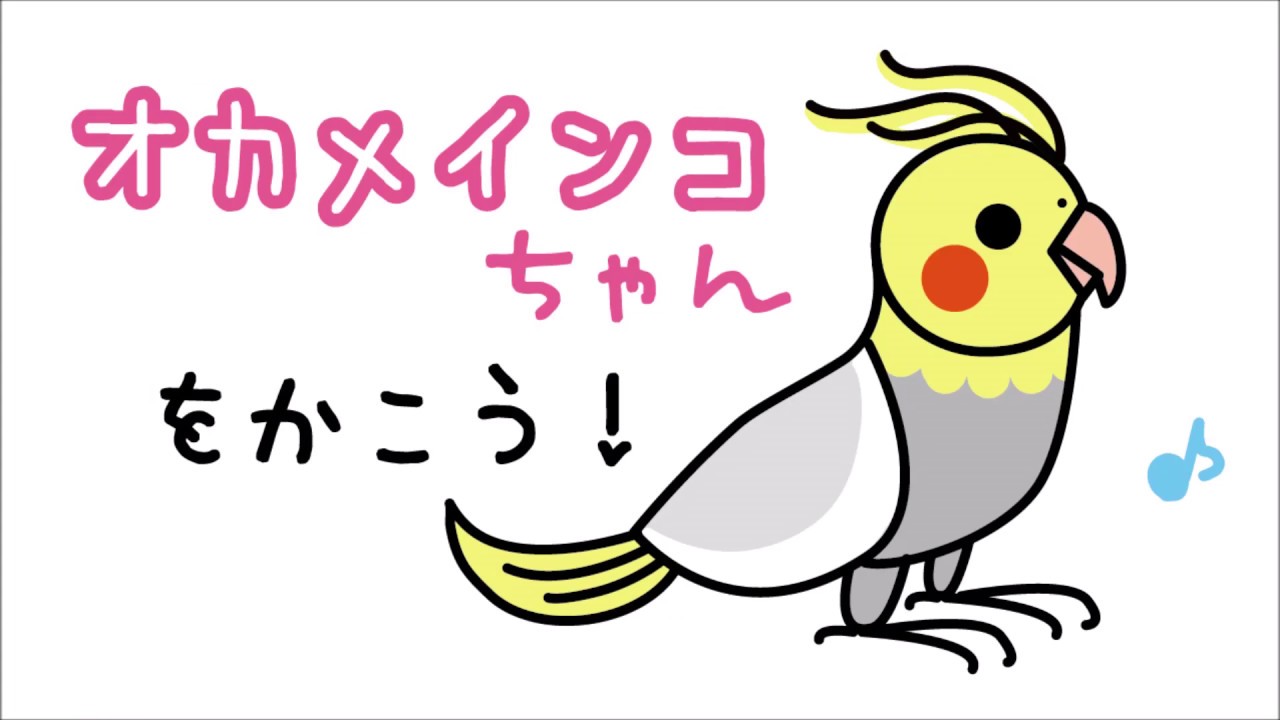 How To Draw A Cockatiel Happy Illustration Room Cute Animals Youtube