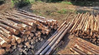 Thinning the Pines 2015... Phantom 3 Pro