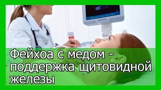 Фейхоа с медом при лечении и профилактике заболеваний щитовидной железы Фейхоа с медом при лечении и профилактике заболеваний щитовидной железы