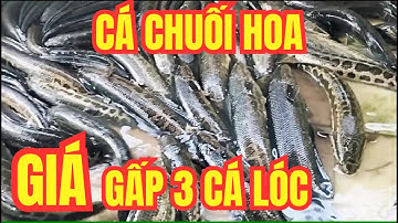 Cá Chuối Hoa Giá Cao Gấp 3 Lần Cá Lóc | Tại Sao Nhiều Người Đổ Xô Nuôi?