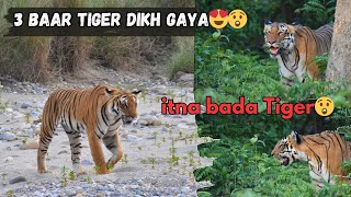 firse Tiger sighting/ Jhirna zone #corbettnationalpark #viral #yuvraj #tiger #elephant