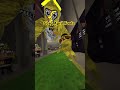 Most normal day on gtag #gorillatag