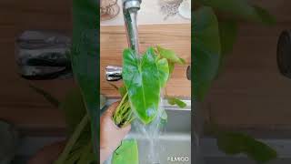 Philladelphia water propagation | Glass bottle | indoor viral plant shorts garden hydroponics