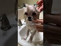 He Was Shaking When He Arrived Everything Felt Unfamiliar PetCare HealthyPets 