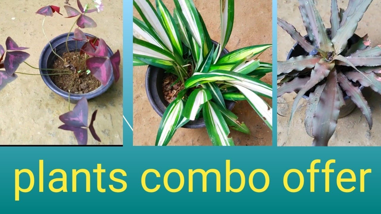 Indoor plants online sale YouTube
