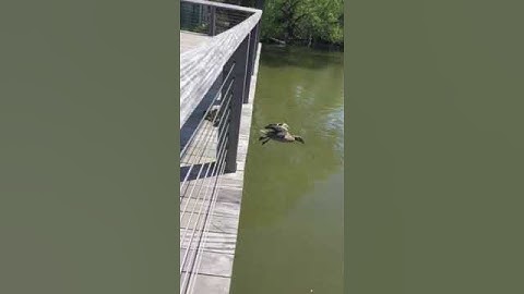 Baby ducklings jumping into water to follow their mother. high dive!