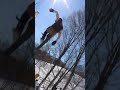 Insane jesper tjader sw 10 on snowblades