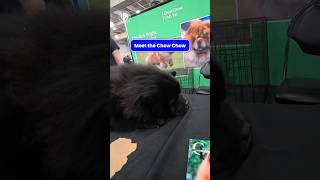 This Is a Chow Chow #AKCMeetTheBreeds