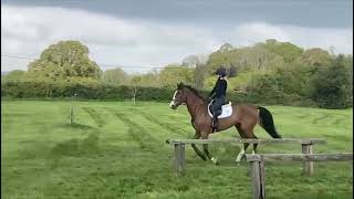 WILL - 16.2hh, 7YO BSY GELDING