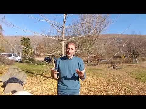 Video: Cura della zucca: scopri come coltivare la zucca in giardino