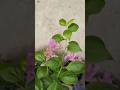 | home gardening and decor| summer plants | ytshorts | youtubeshorts | Bougainvillea |amazing flower