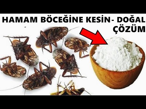 Hamam Böceklerini Sonsuza Kadar Ortadan Kaldırmak İçin Doğal Yöntem