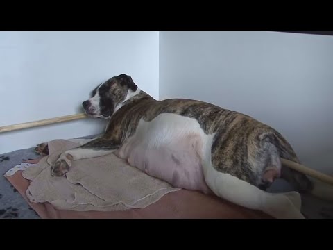 Видео: Бременност и труд при кучета