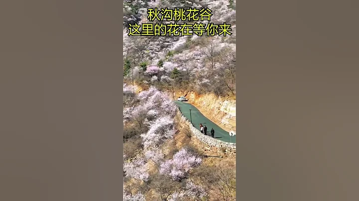 Qiugou Peach Blossom Valley. The peach blossoms in the mountains are in full bloom秋溝桃花谷。漫山的桃花己盛開 - 天天要聞