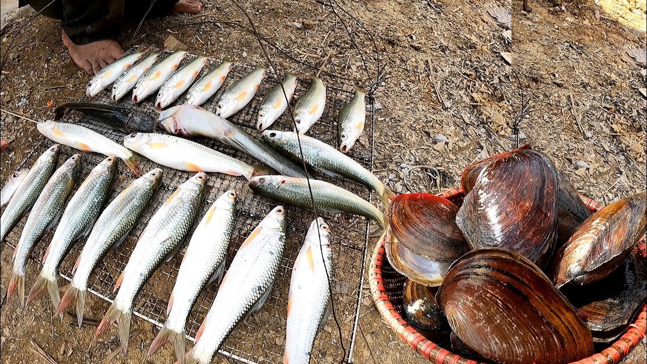 554. Catch fish and mussels at the farm, family farm YouTube