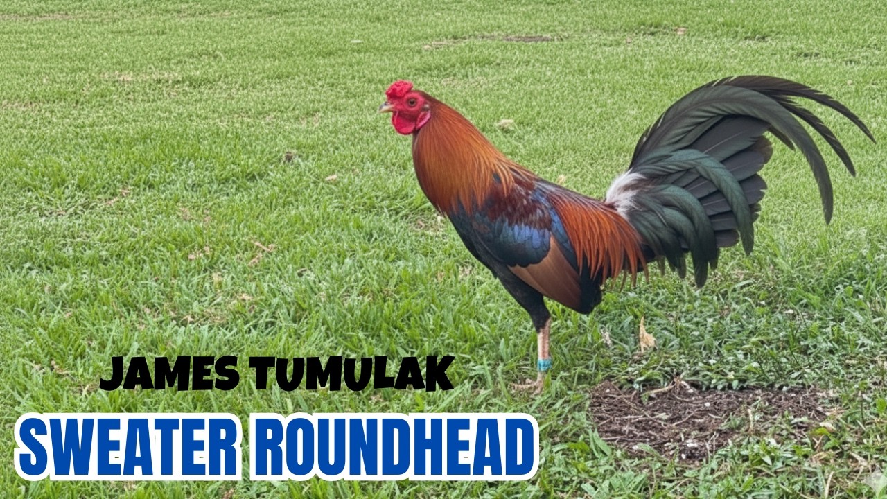 WGE 2026 | James Tumulak | Junjun Pe