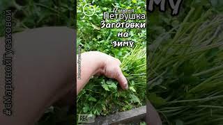 Как заготовить петрушку впрок | #Заготовки на зиму один из способов 🌿 17 июня 🌿