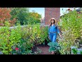 October Container Garden Tour | Rooftop Balcony Garden