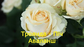 Троянда Піч Аваланш