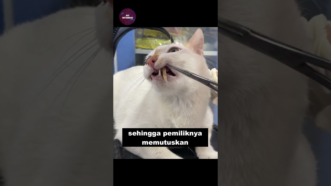 Kucing Cabut Gigi