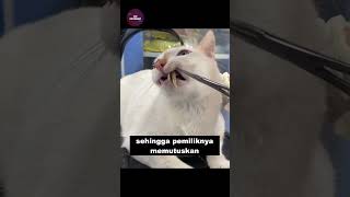 Kucing Cabut Gigi
