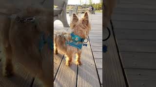 A Cute Silky Terrier Puppy! #shorts, #shortvideos, #silkyterrier,