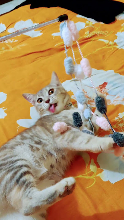😚😚 #cute #cat #edms #cuteanimal #cutecat #funny #colonelkkjϟ #catcute