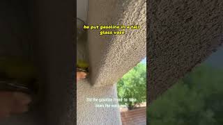 Best Solution To Wasp Problems In The Backyard 