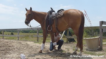 Mr Sansun - riding in outdoor arena #1 - ValleyViewRanch.net
