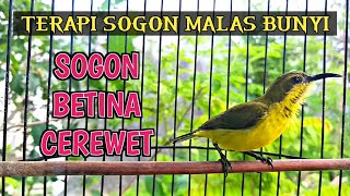 PANCINGAN SOGON BETINA MEMANGGIL JANTAN ‼️ AMPUH UNTUK TERAPI SOGON BAHAN AGAR RAJIN BUNYI