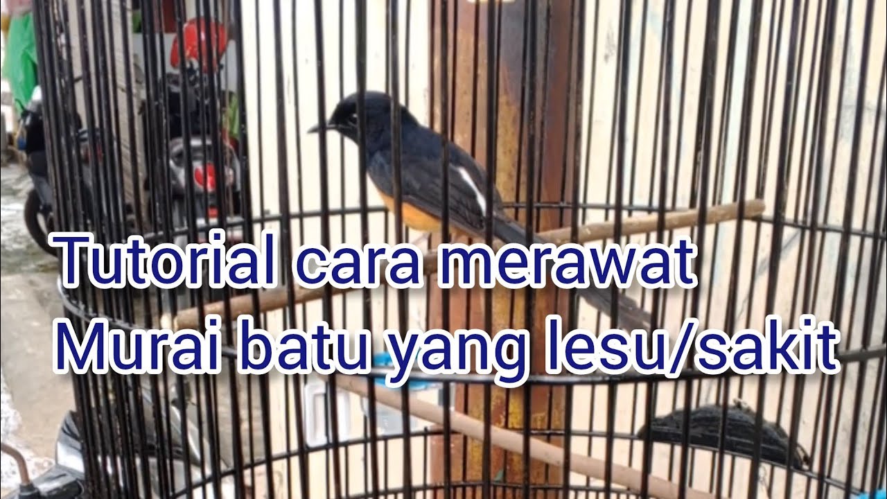 Rahasia Merawat Murai Batu: Panduan Lengkap Menuju Performa Optimal Rahasia Merawat Murai Batu: Panduan Lengkap Menuju Performa Optimal