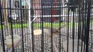Pemasanan cigun meteri losspeed