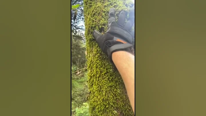 Timber