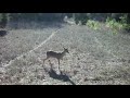 Trail cams from texas