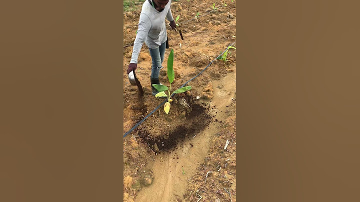 Tahi Ayam Utk Pisang Berangan