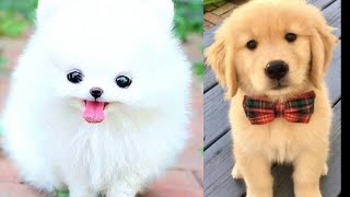 Cute Puppy | Cute Dog Videos Compilation | Baby Dogs 🔴 Must Watch 10 Minutes of Funny Puppy