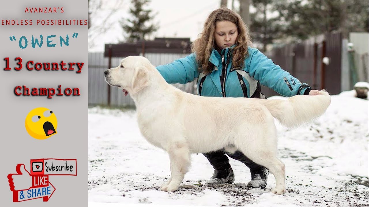 champion bloodline golden retriever puppies